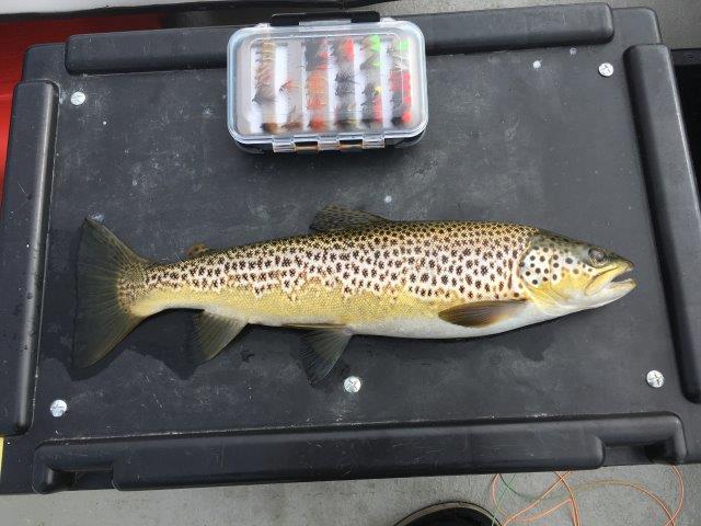 Leslie - Orkney Boardhouse trout